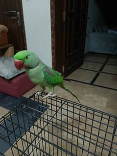 Parrot for Sales