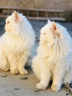 Persian Cat / White persian cat / Doll face cat