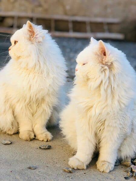 Persian Cat / White persian cat / Doll face cat 0