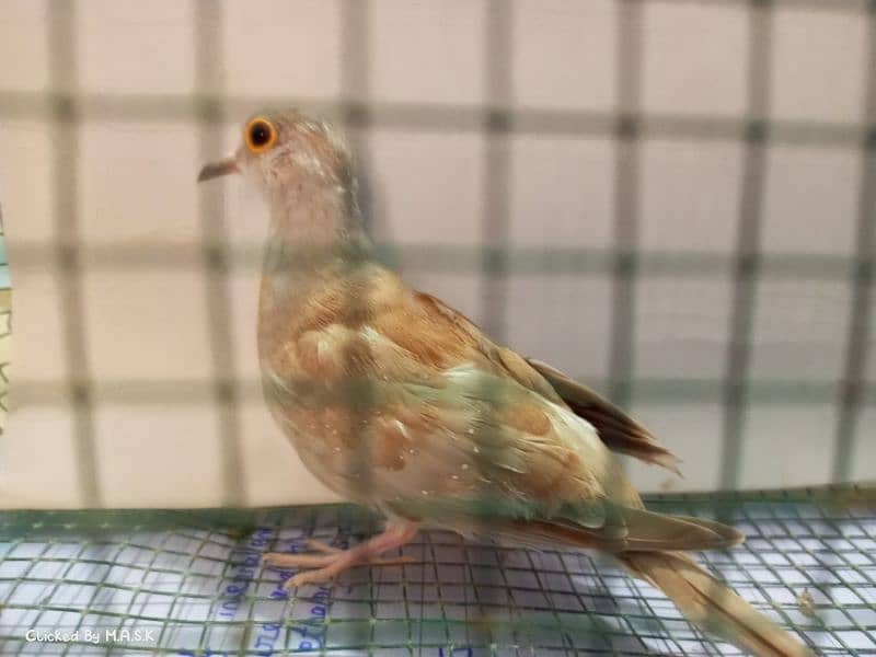 Red dove looking for a new home aik parent brilliant hai 7