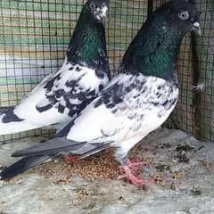pigeons piars   03332648435