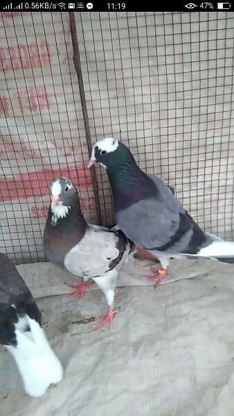 Alg Alg rate k pigeons piars   03332648435 1