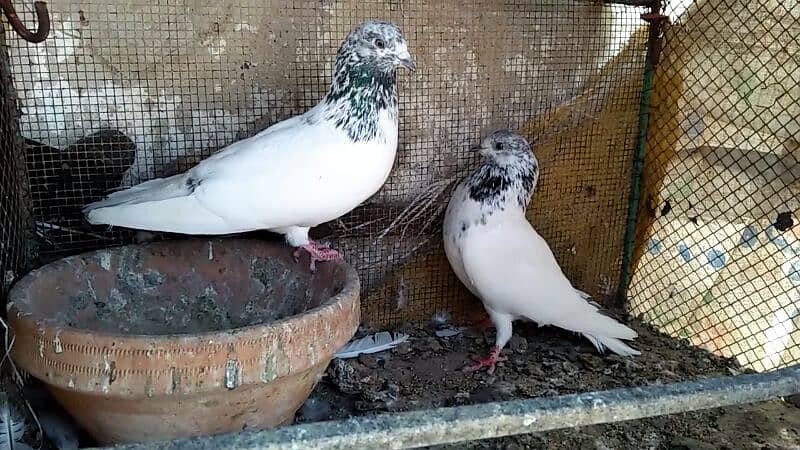 Alg Alg rate k pigeons piars   03332648435 2