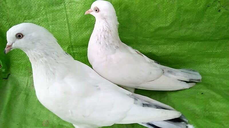 Alg Alg rate k pigeons piars   03332648435 3