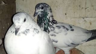 Alg Alg rate k pigeons piars   03332648435