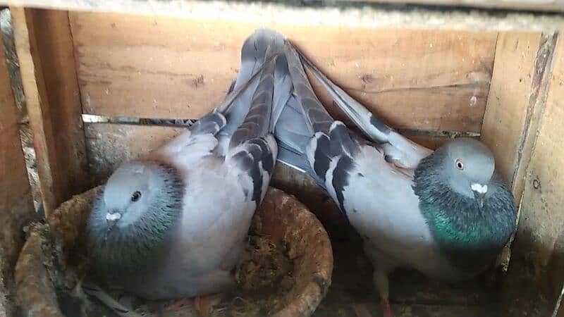 Alg Alg rate k pigeons piars   03332648435 7