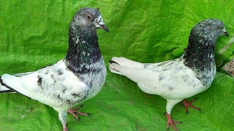 Alg Alg rate k pigeons piars   03332648435 10