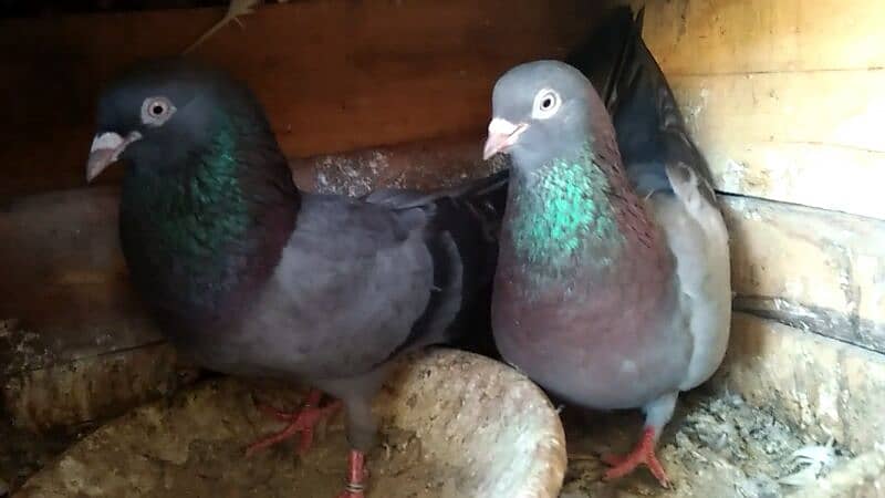 Alg Alg rate k pigeons piars   03332648435 11