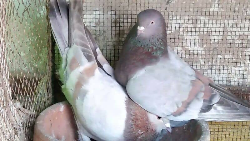 Alg Alg rate k pigeons piars   03332648435 10