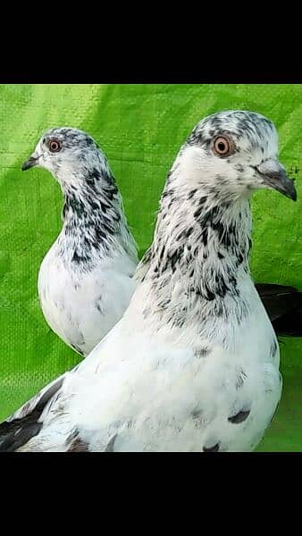 Alg Alg rate k pigeons piars   03332648435 14