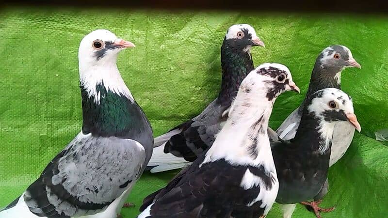 Alg Alg rate k pigeons piars   03332648435 17