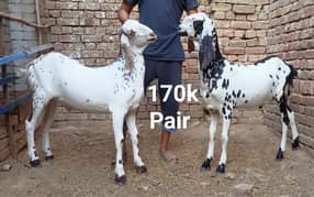 Goats for Qurbani 2024