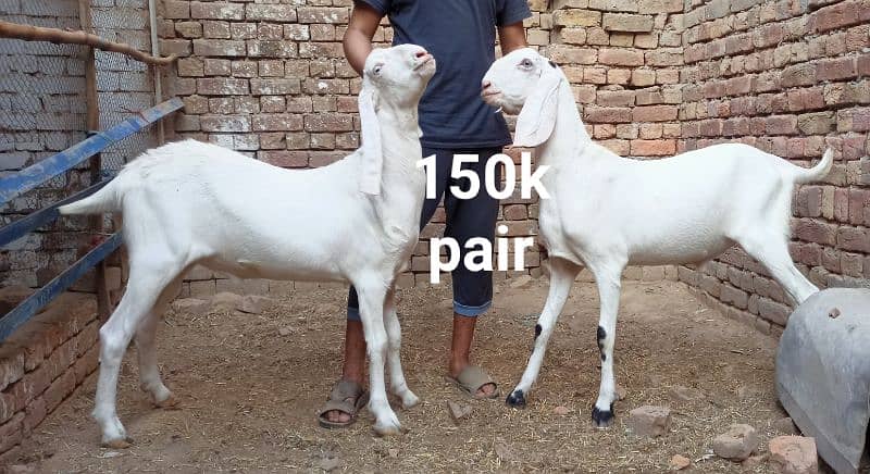 Goats for Qurbani 2024 1