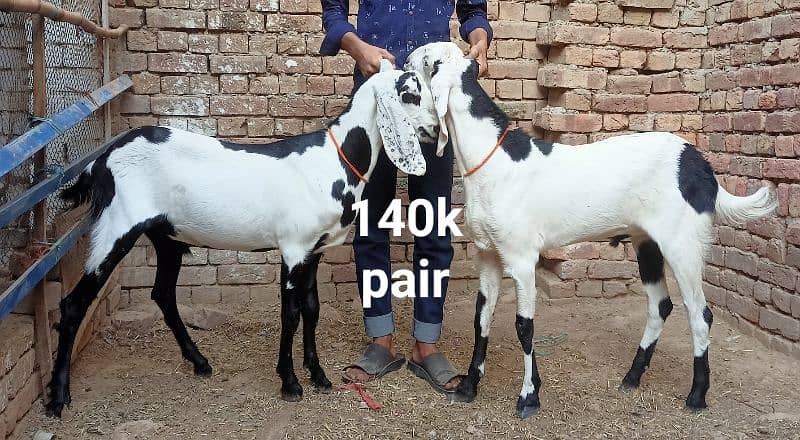 Goats for Qurbani 2024 2