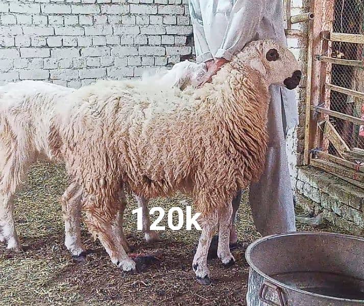 Goats for Qurbani 2024 3