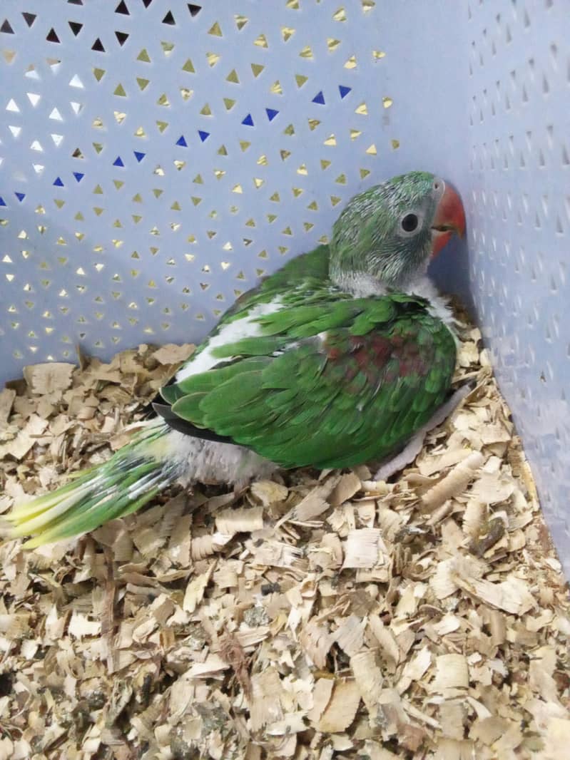 Raw parrot chick for sale 0