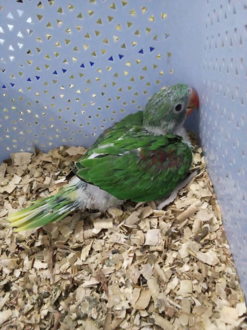 Raw parrot chick for sale 1