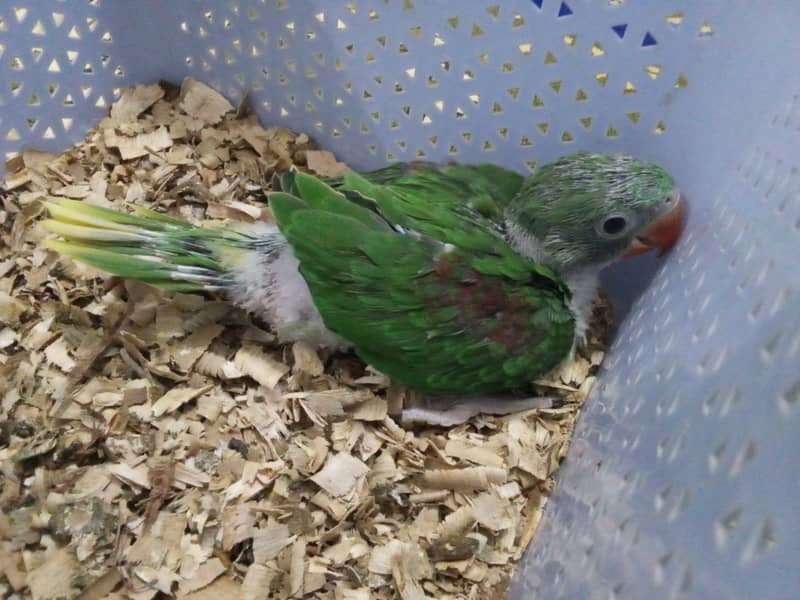 Raw parrot chick for sale 2