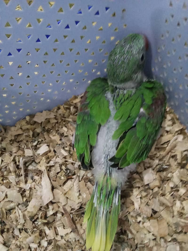 Raw parrot chick for sale 3