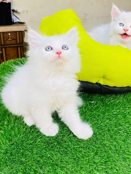 fluffy kittens available 2
