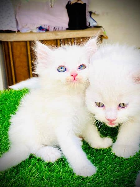 fluffy kittens available 4