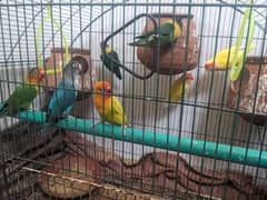 Love birds for urgent sale in reasonable price