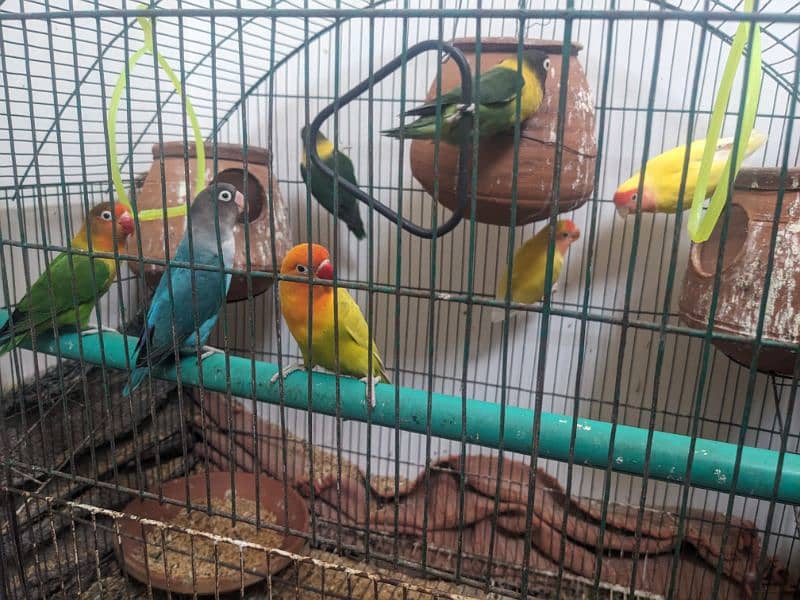 Love birds for urgent sale in reasonable price 0