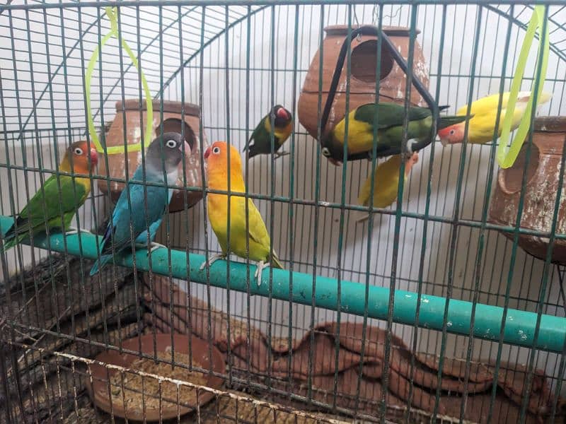 Love birds for urgent sale in reasonable price 1