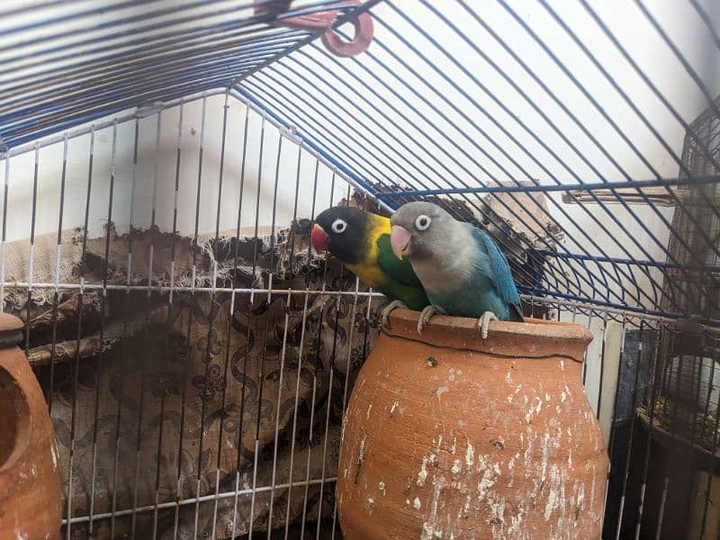 Love birds for urgent sale in reasonable price 2
