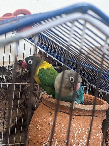 Love birds for urgent sale in reasonable price 3