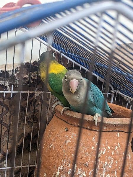 Love birds for urgent sale in reasonable price 4