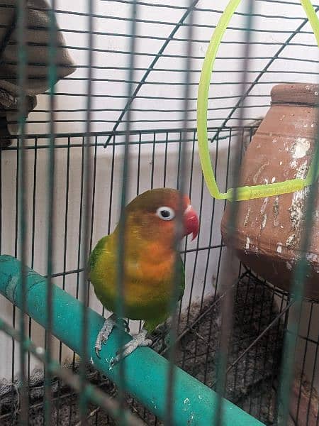 Love birds for urgent sale in reasonable price 7