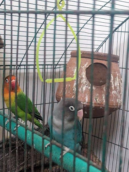 Love birds for urgent sale in reasonable price 8