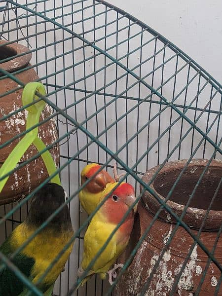 Love birds for urgent sale in reasonable price 9