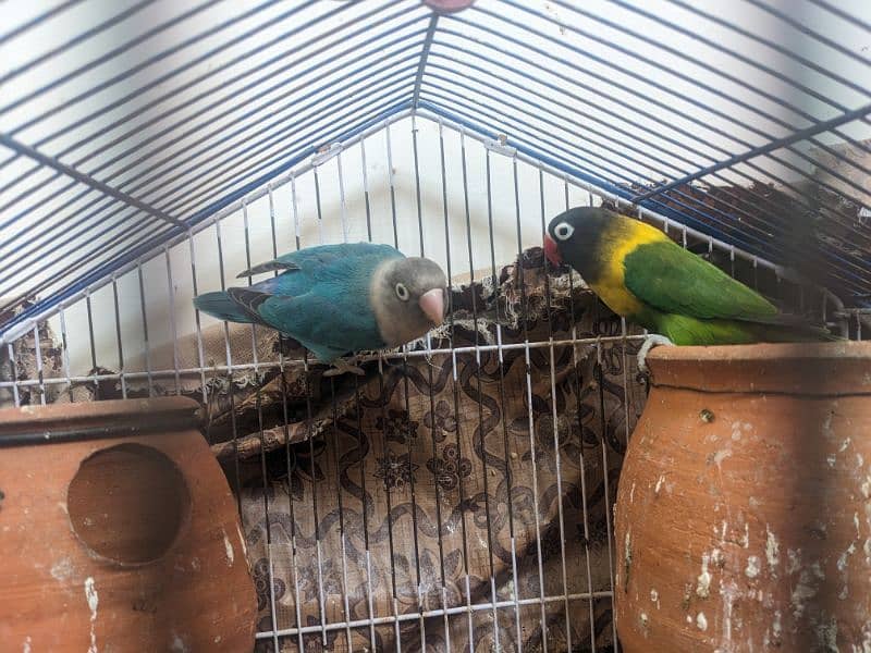 Love birds for urgent sale in reasonable price 10