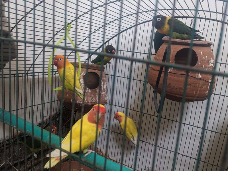 Love birds for urgent sale in reasonable price 11