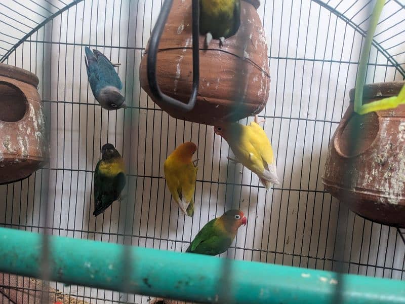 Love birds for urgent sale in reasonable price 12