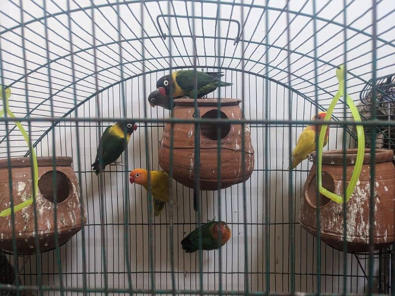 Love birds for urgent sale in reasonable price 13
