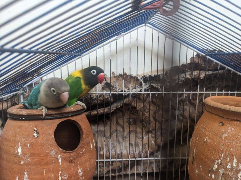 Love birds for urgent sale in reasonable price 14