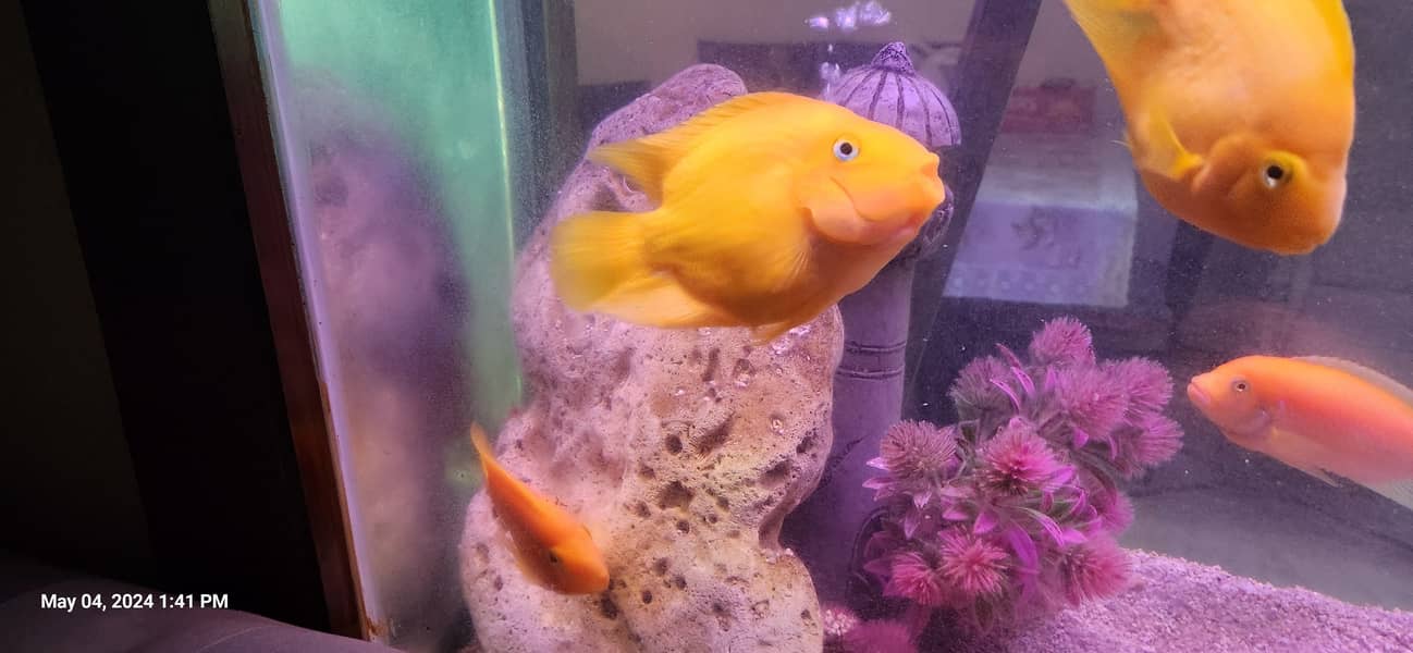 Best Parrot Fish for sale 5