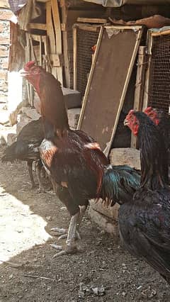 Aseel Murga+phata chicks for sale