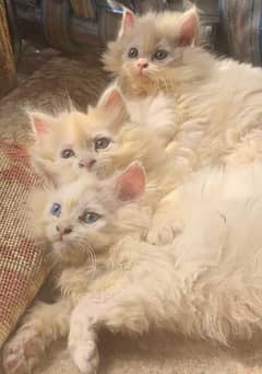 Persian kittens 2 months old white colour