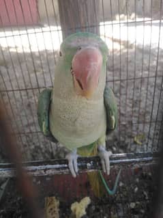 Assalam o Alikum I have  beautiful parrot