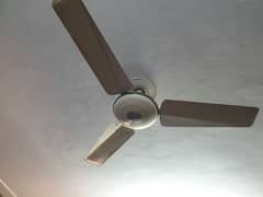 celling fans