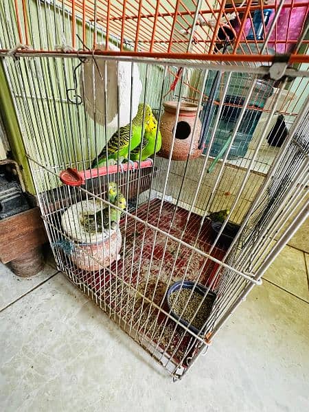 Parrots with pinjra 1