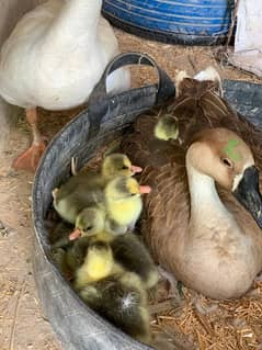 Ducks Baby BiG ducks