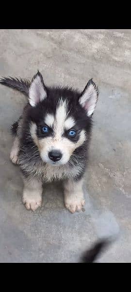 huskey puppies available for sale  both color available 1