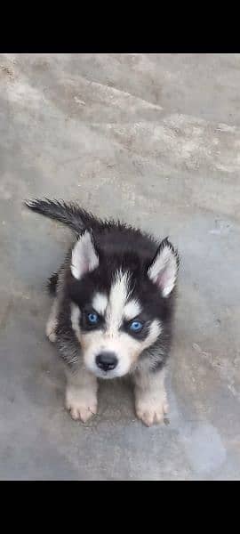 huskey puppies available for sale  both color available 2