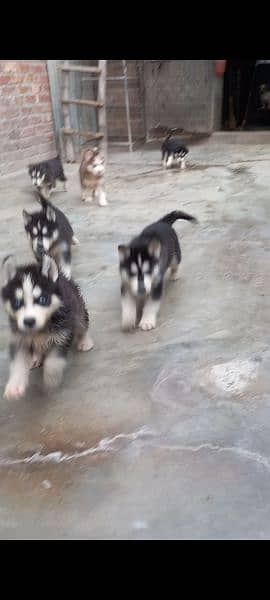 huskey puppies available for sale  both color available 3