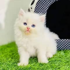 extremely punched face Persian kittens Cod available